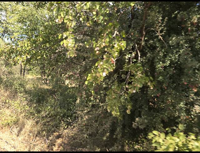 93HA FARM FOR SALE IN MOPANE